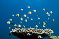 Damselfish