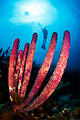 sponge & diver I