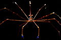 Arrow Crab (Stenorhynchus seticornis)