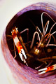 banded coral shrimps in a sponge