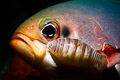 parasite