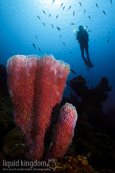 sponge & diver II