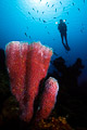 sponge & diver II