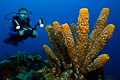 sponge & diver III