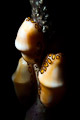 flamingo tongue  threesome