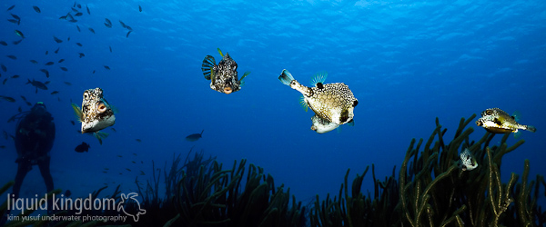trunkfish group shot
