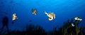 trunkfish group shot