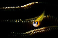 Peppermit Goby II