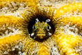 Secretary Blenny