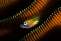 Peppermit Goby I