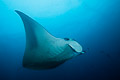 Manta