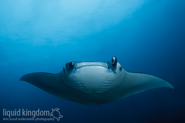 Manta