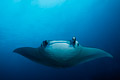Manta