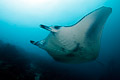 Manta