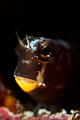 Blenny