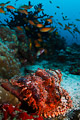 scorpionfish in the reef