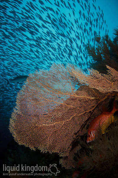 Reefscene