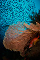 Reefscene