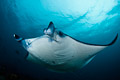 Manta