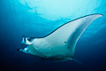 Manta