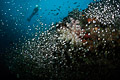 Glassfish and diver