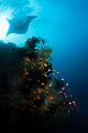 It is about time to get a rebreather