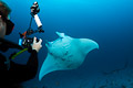 Manta