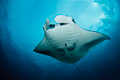 Manta