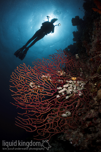 diver and fan