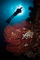 diver and fan