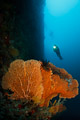 wall, fan and diver