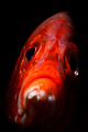 longjawed squirrelfish 
portrait