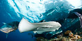 stingray fly-by