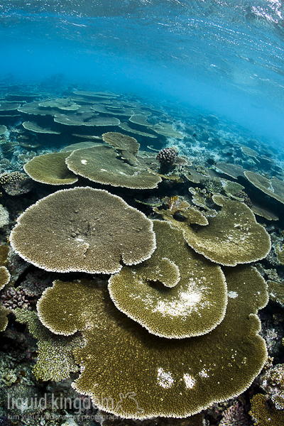 coral bleaching