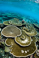 coral bleaching