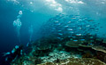 fusiliers and divers