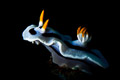 Chromodoris dianae