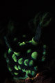 Cristate Neon Slug