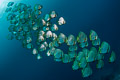 Orbicular batfish school