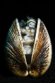 Coconut octopus in a shell