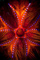 urchin