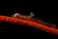 loki whip goby carrying a parasite