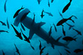 Scalloped Hammerhead