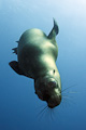 GalÃ¡pagos Sea Lion