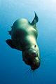 GalÃ¡pagos Sea Lion