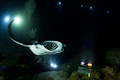 Kona Manta Night Dive I