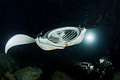 Kona Manta Night Dive II