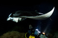 Kona Manta Night Dive III