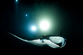 Manta night dive