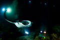 Kona Manta Night Dive I